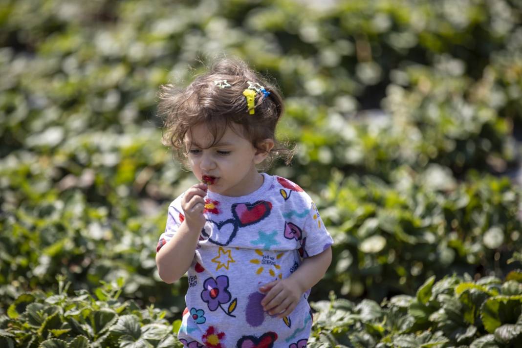 Tarlada kilosu 100 liraya satılıyor: 1000 metre rakımda bu aroma Türkiye'nin başka yerinde bulunmuyor 6